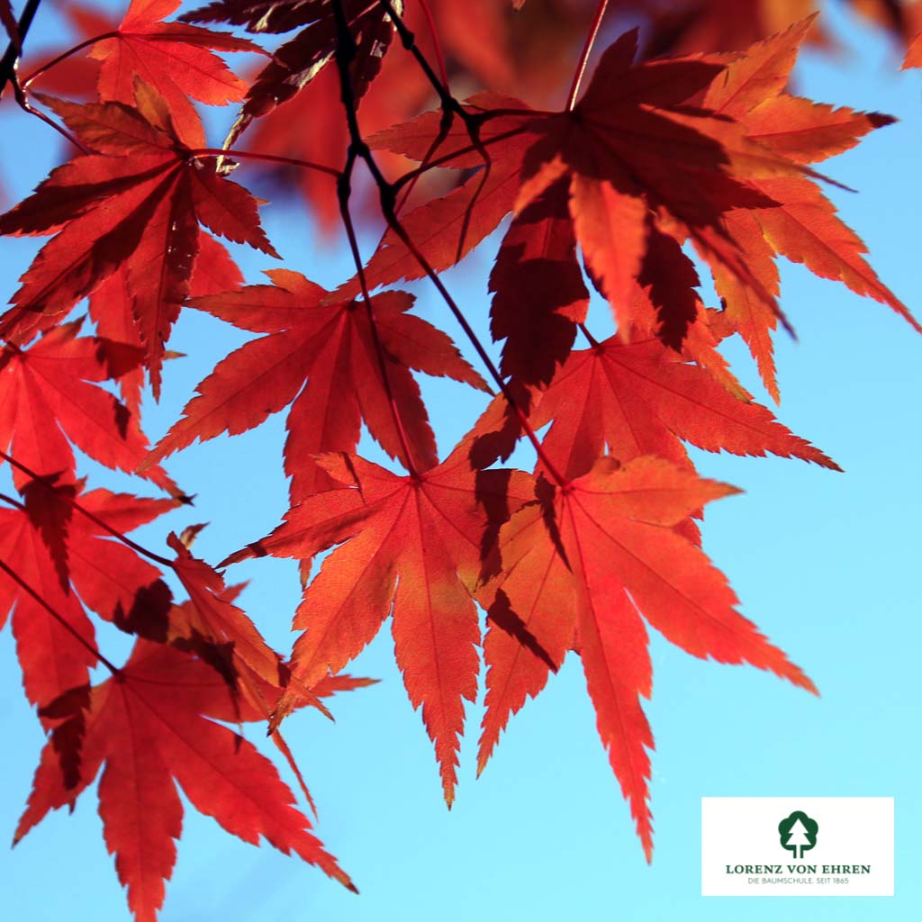 Acer palmatum