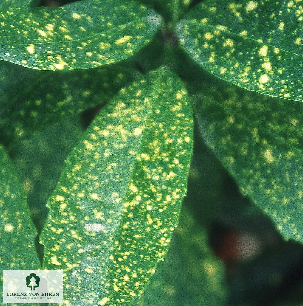 Aucuba japonica 'Variegata'