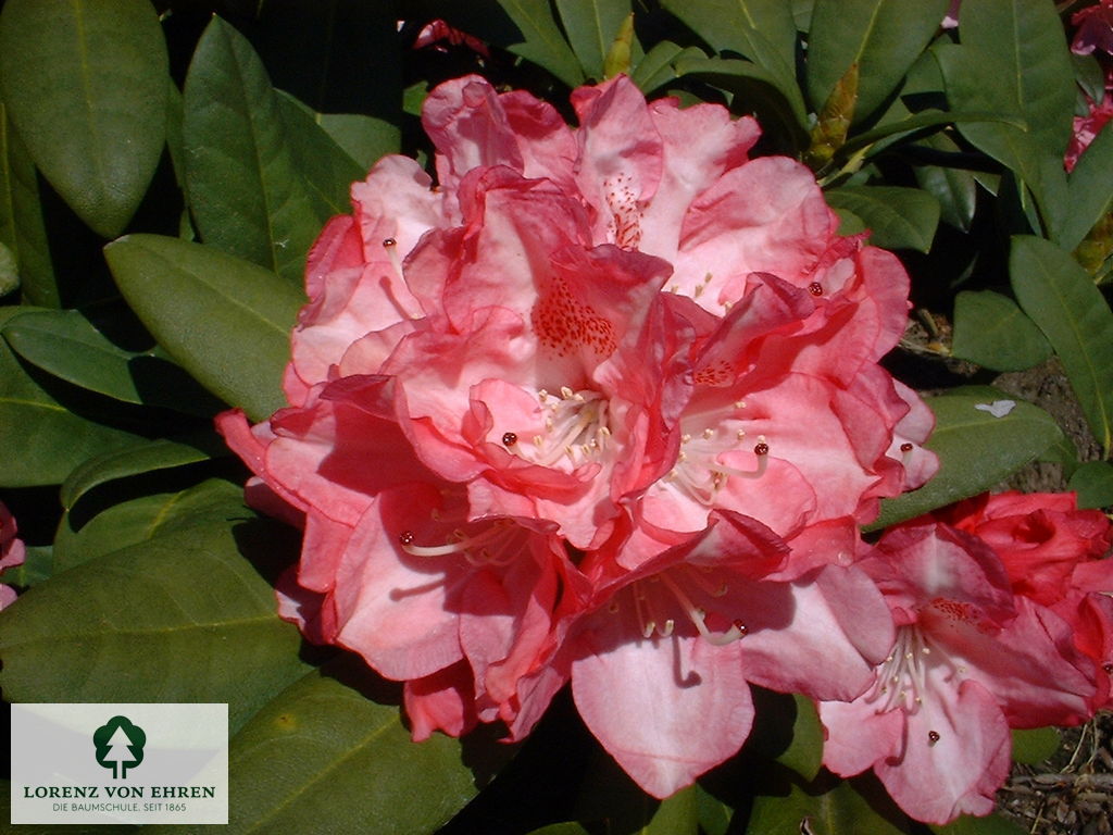 Rhododendron yakushimanum 'Anuschka'