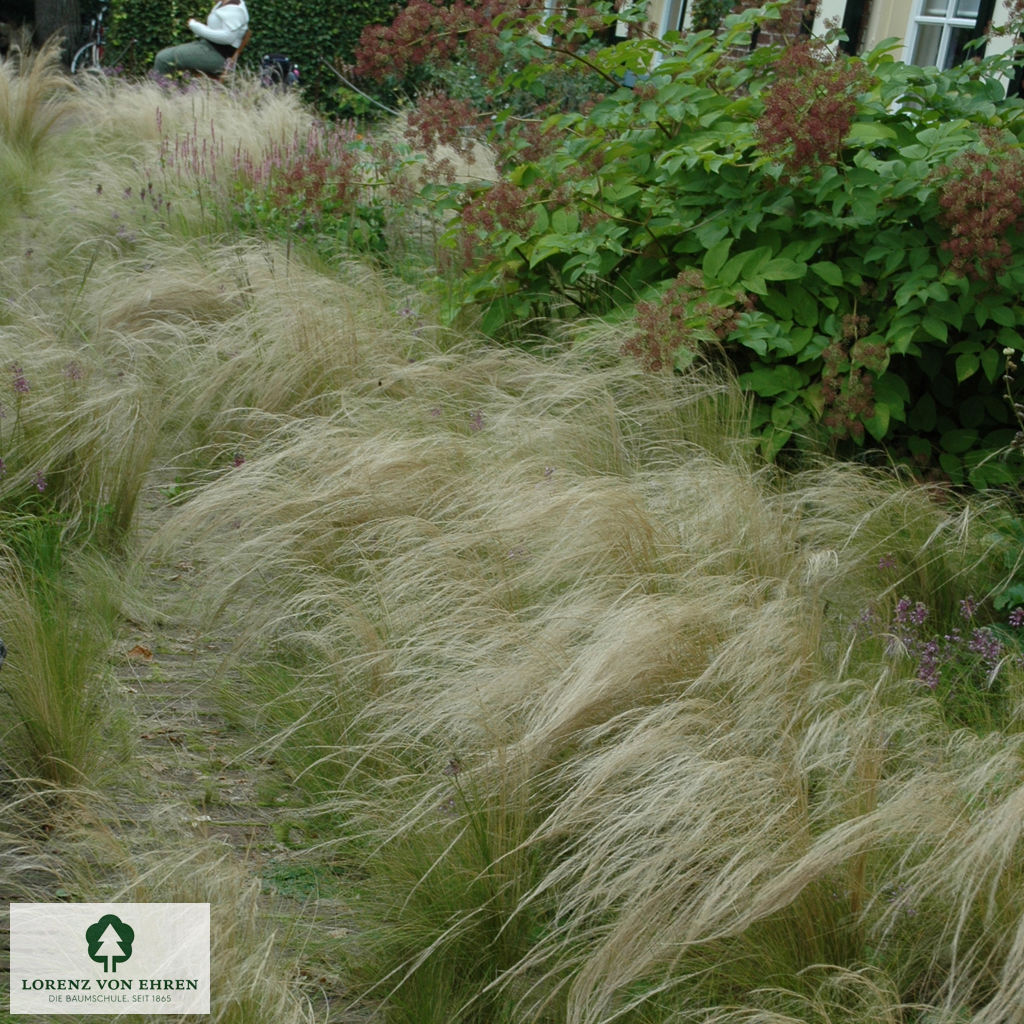 Stipa tenuissima