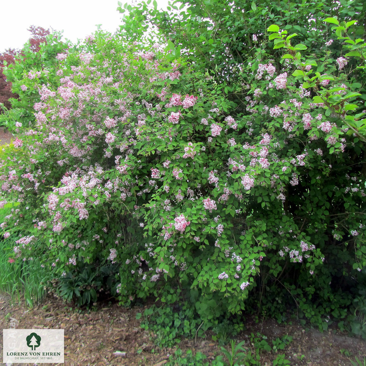 Syringa microphylla 'Superba'