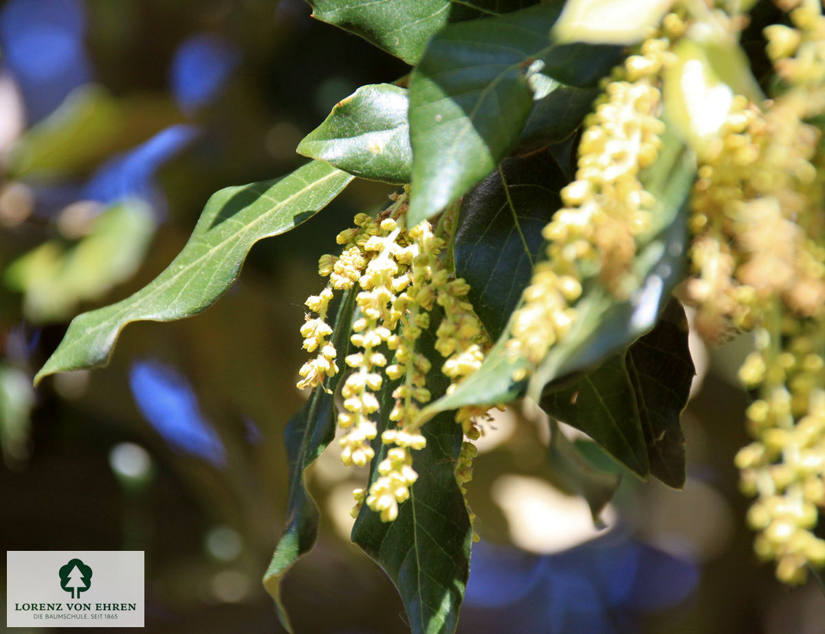 Quercus ilex