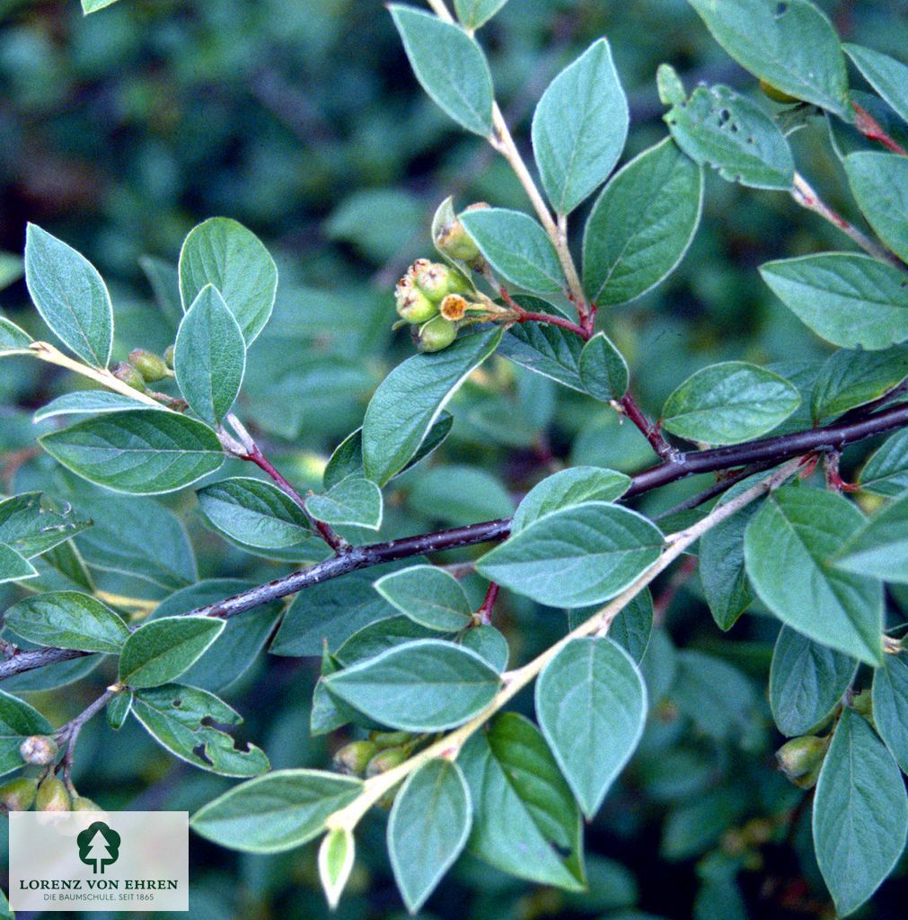 Cotoneaster franchetii