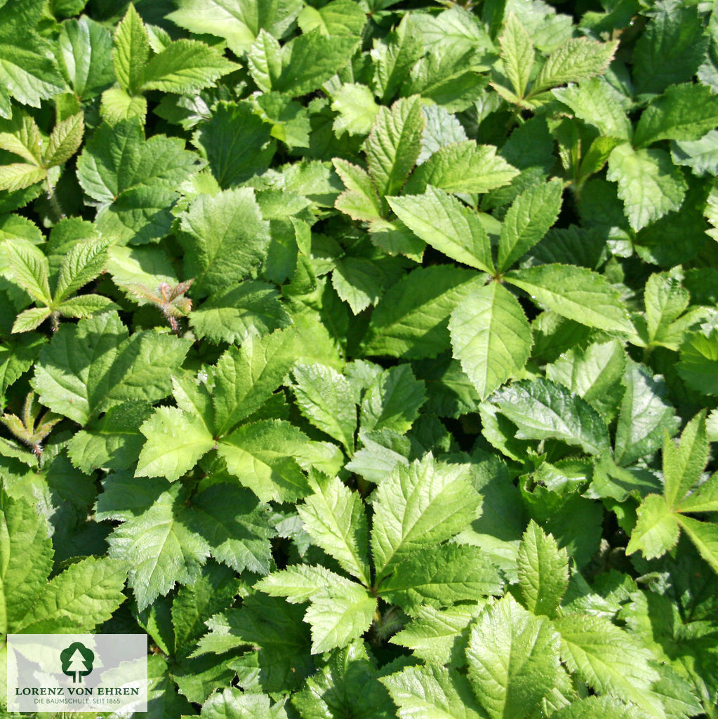 Rodgersia aesculifolia
