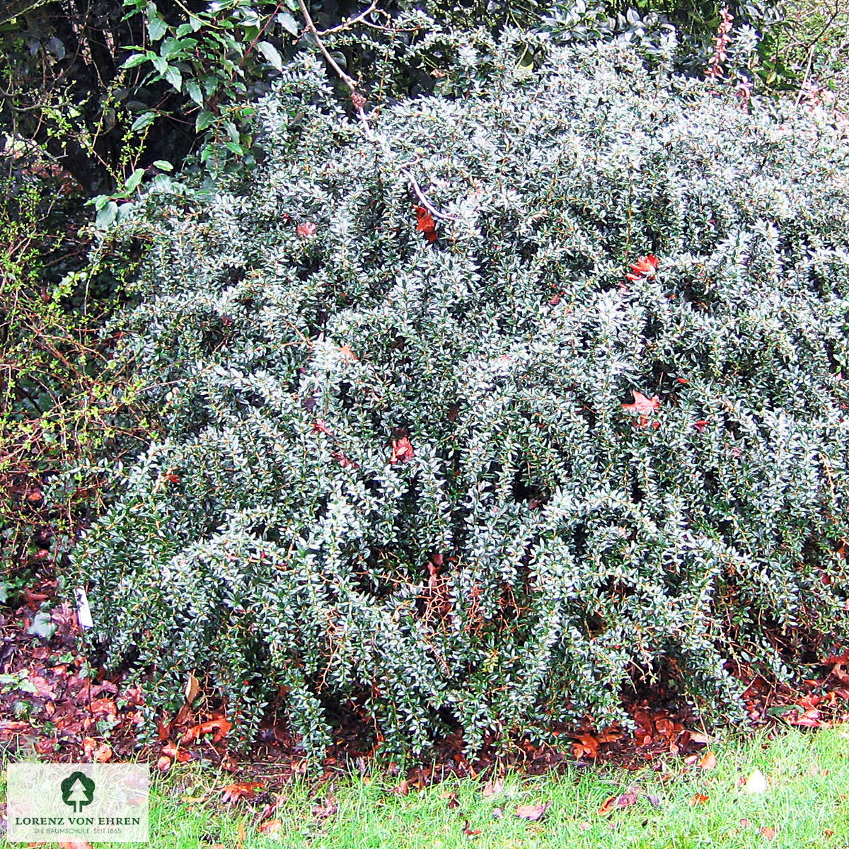 Berberis frikartii 'Amstelveen'