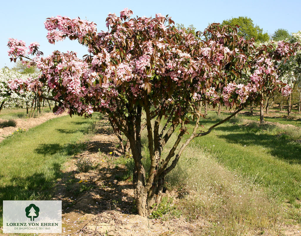 Malus 'Makamik'