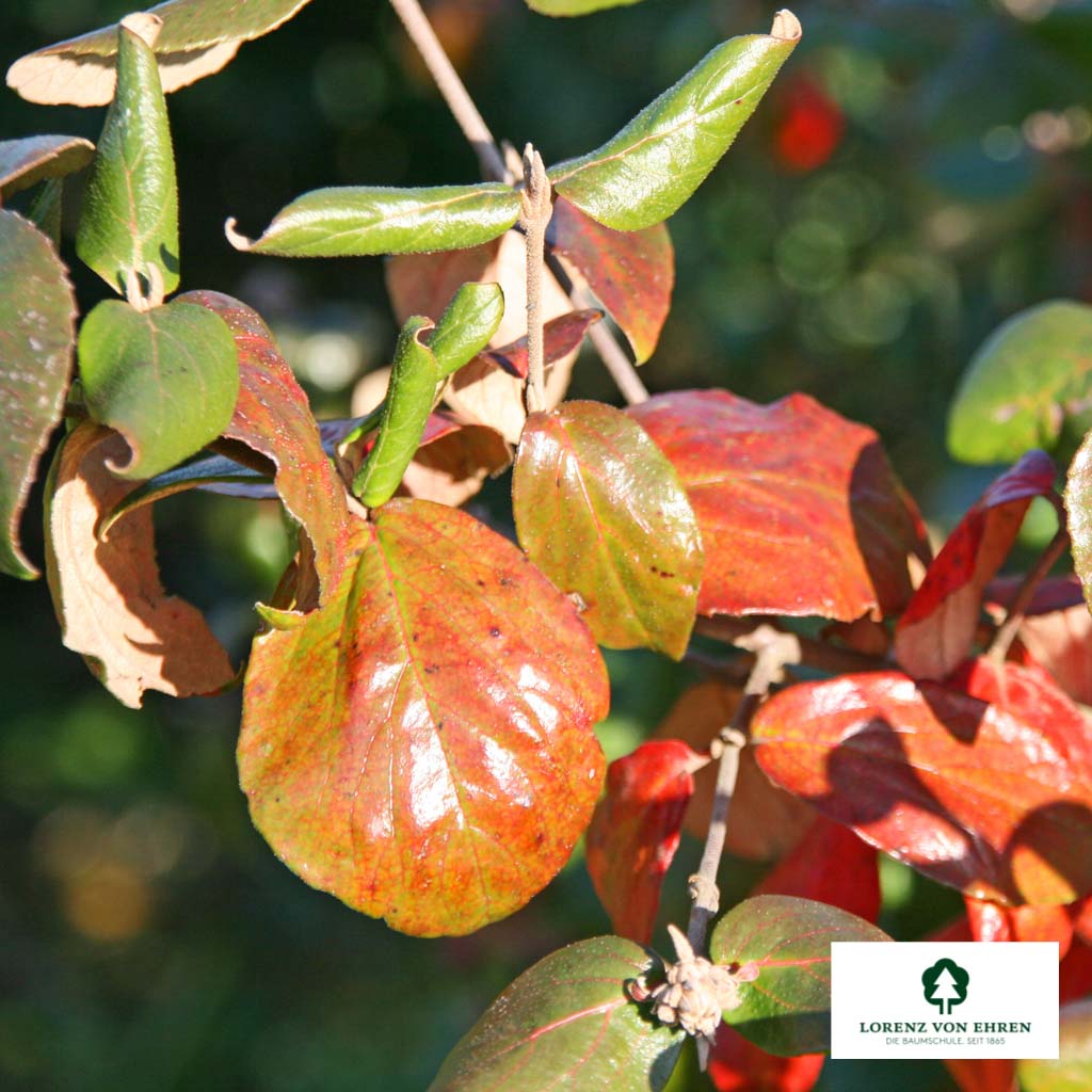 Viburnum burkwoodii Unikat
