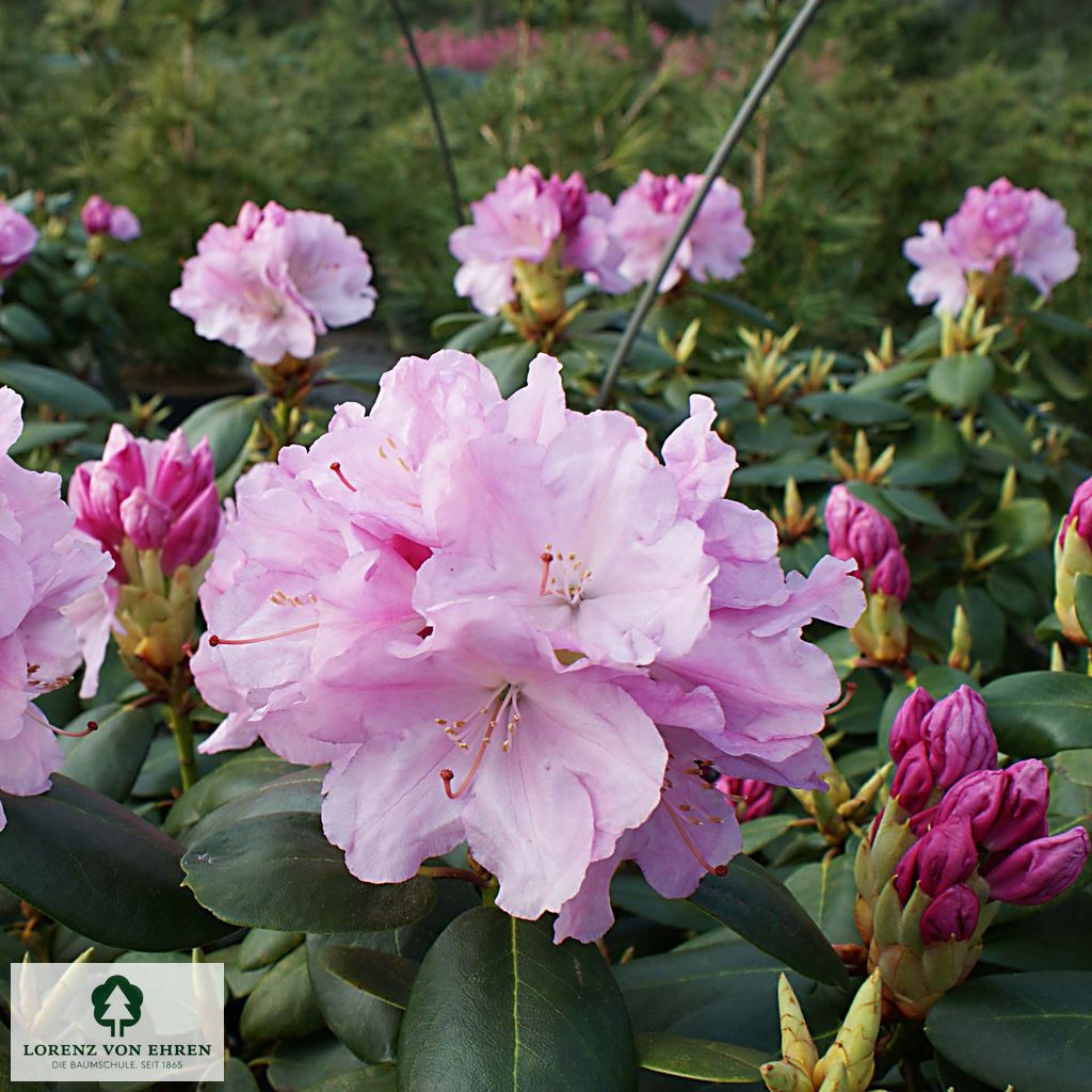 Rhododendron williamsianum 'Vater Böhlje'