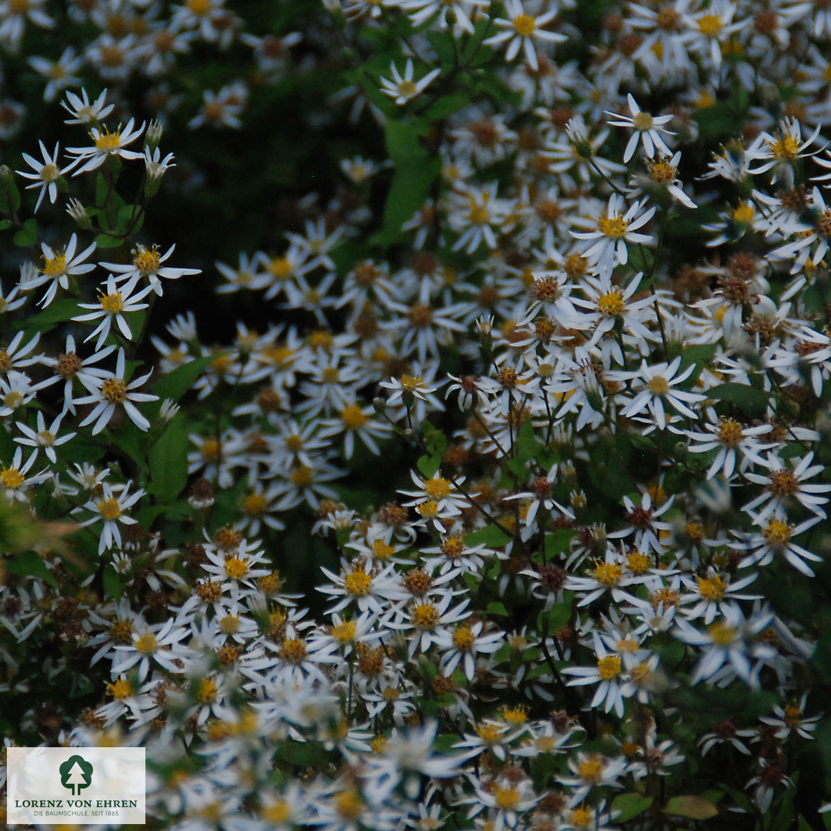 Aster divaricatus 'Tradescant'