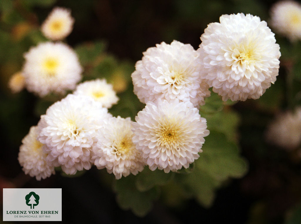 Chrysanthemum hortorum 'White Bouquet'