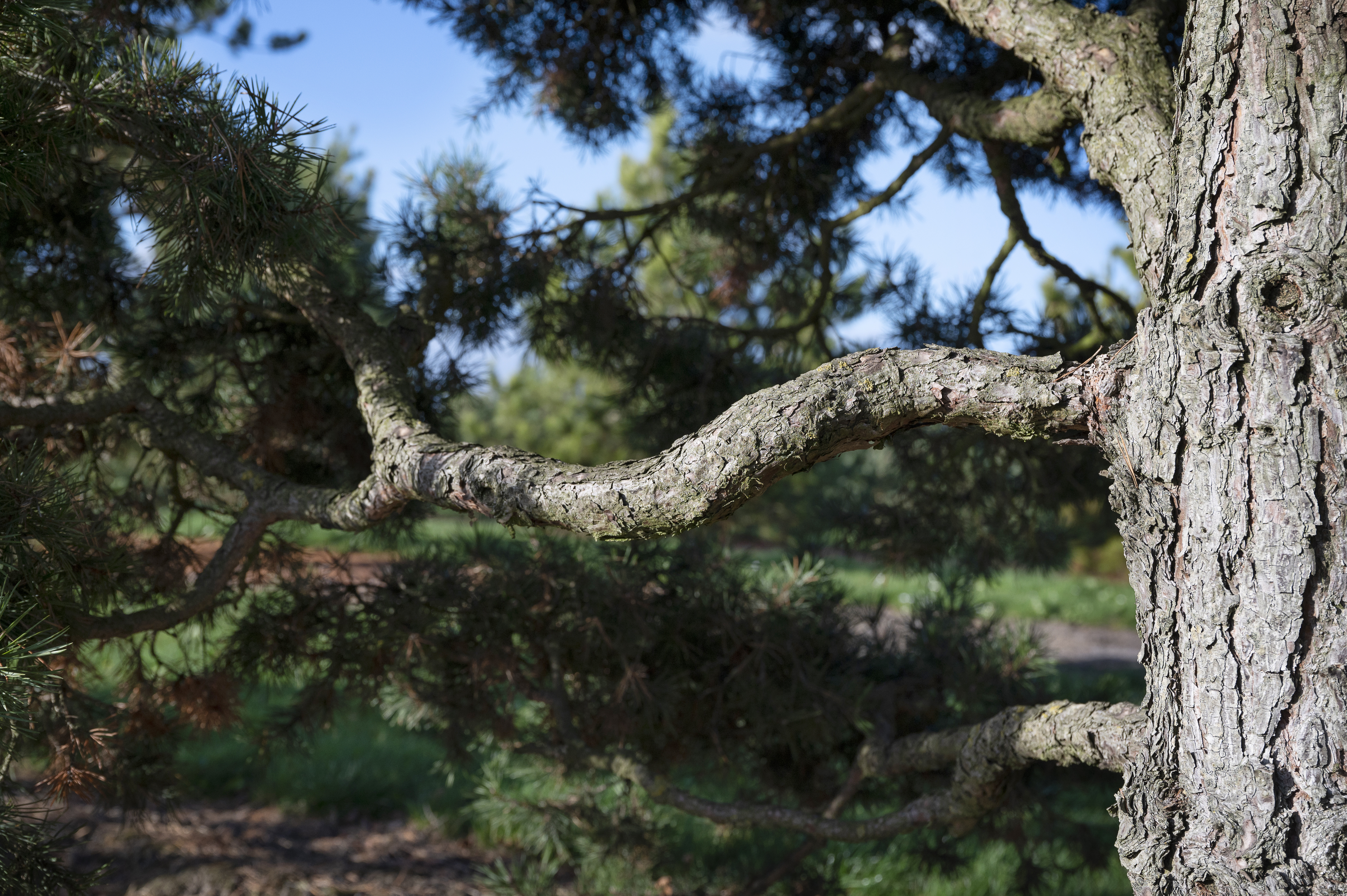 Pinus sylvestris 'Globosa Viridis' Unikat