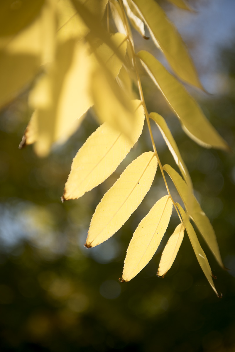 Juglans nigra Unikat