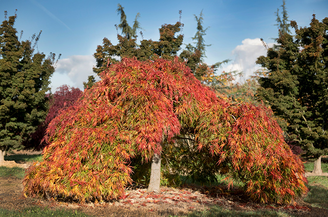 Ein majestätischer Japanischer Ahornbaum (Acer palmatum) mit seinen charakteristischen gefiederten Blättern und leuchtenden Herbstfarben.