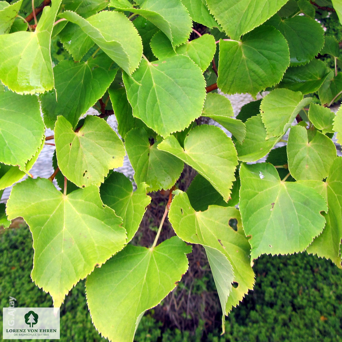 Tilia platyphyllos 'Aurea'