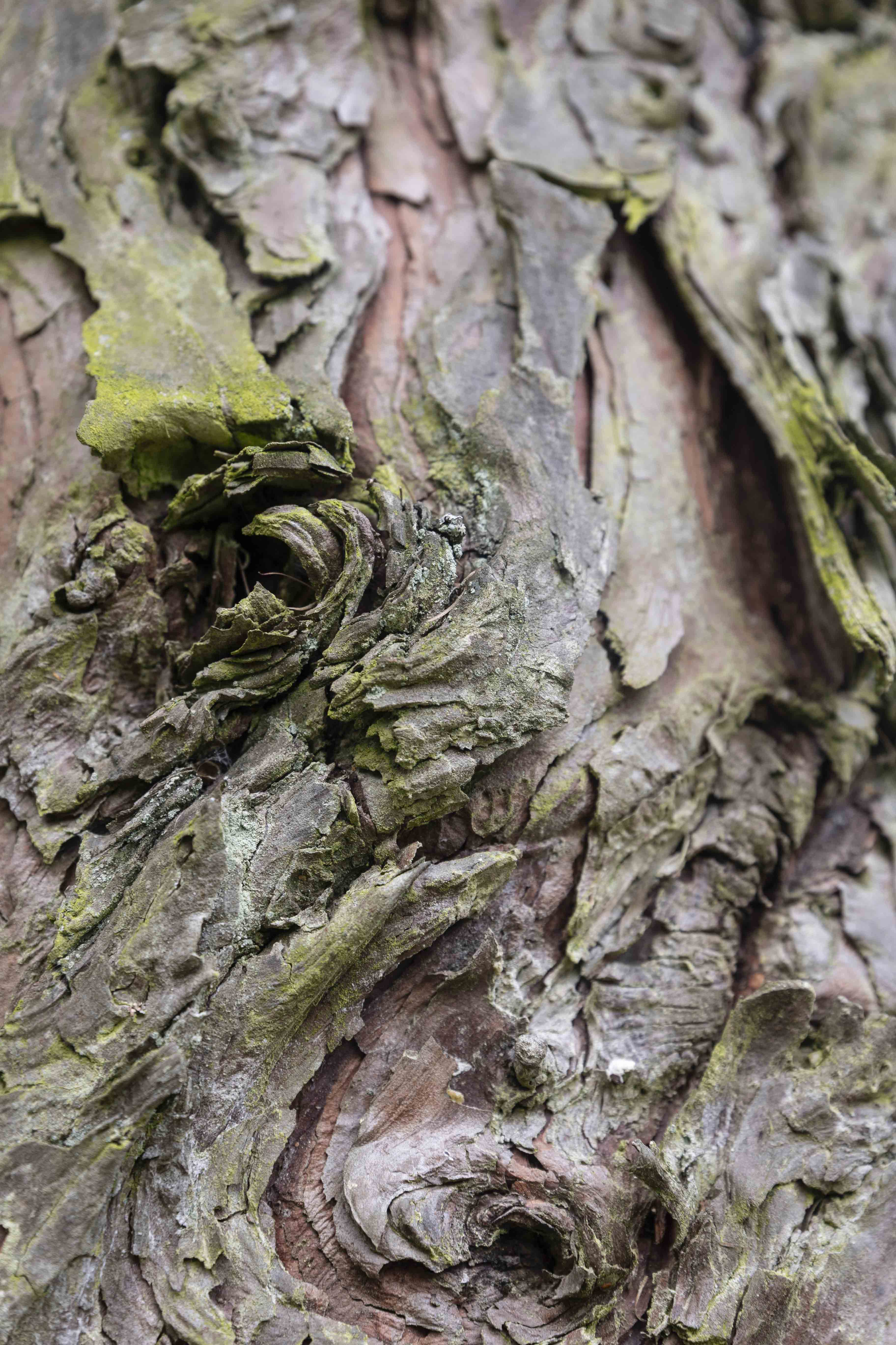 Calocedrus decurrens Unikat