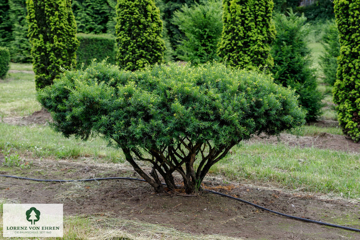 Taxus media 'Farmen'