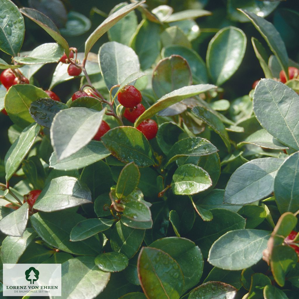 Gaultheria procumbens