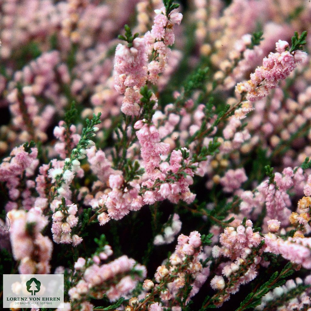 Calluna vulgaris 'J.H. Hamilton'