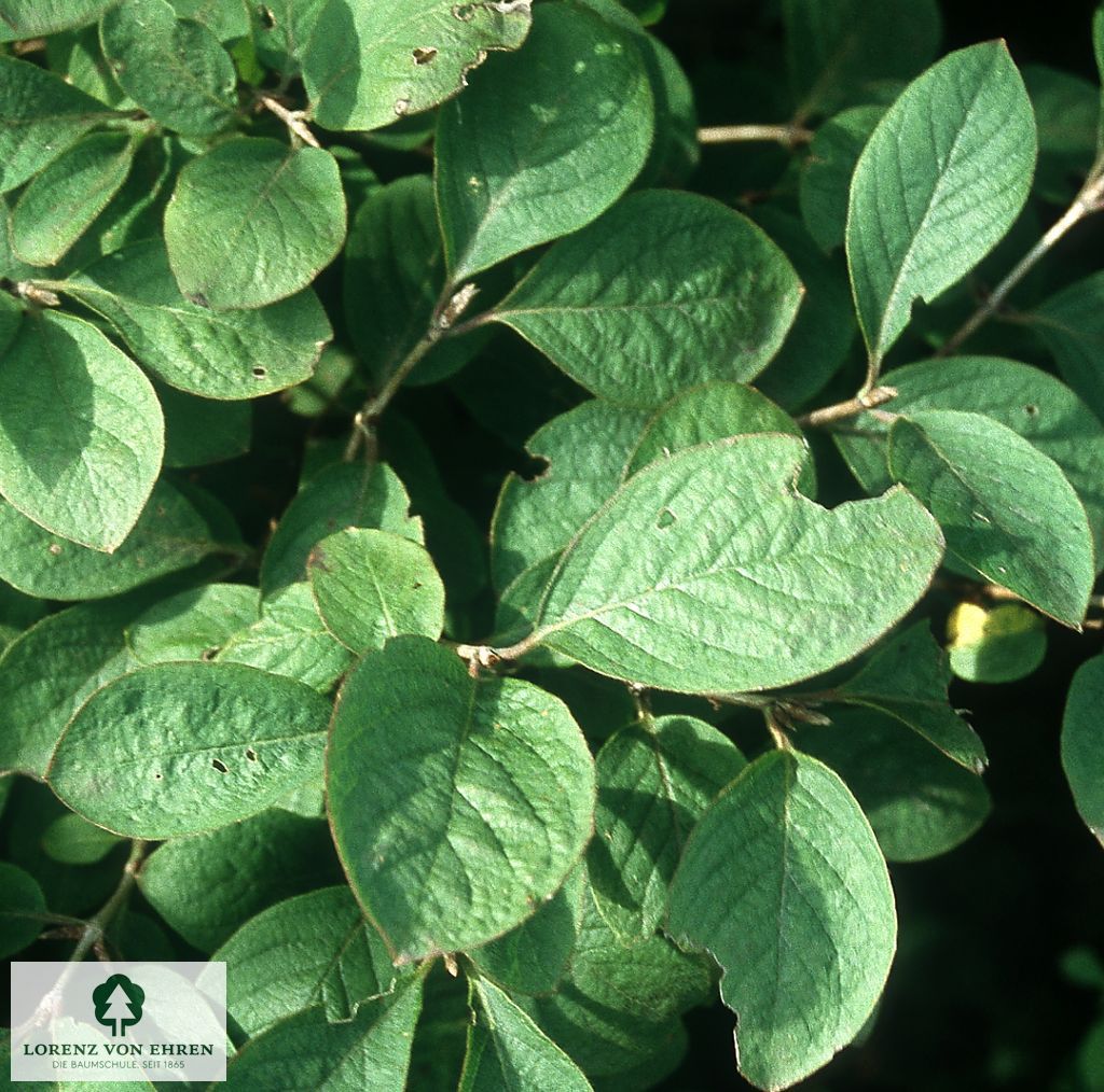 Lonicera xylosteoides 'Clavey's Dwarf'