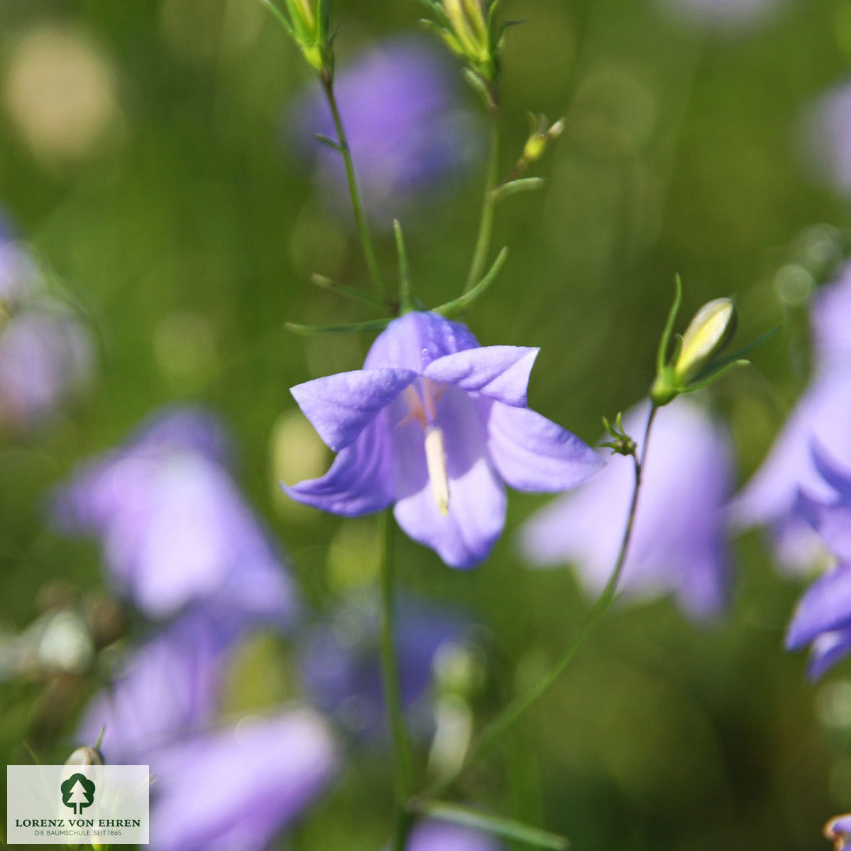 Campanula rotundifolia 'Olympica'