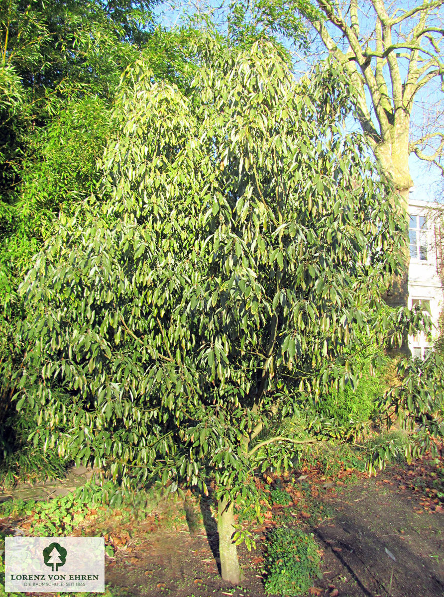 Cinnamomum camphora