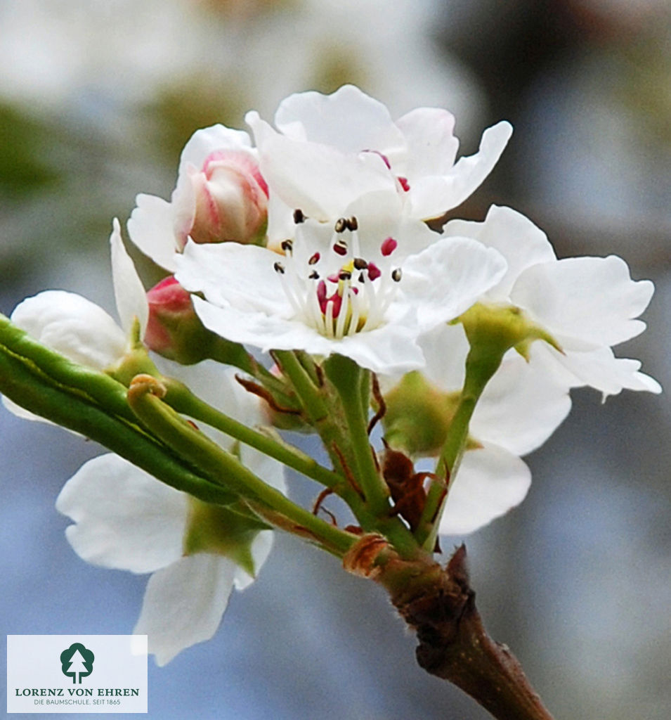 Pyrus calleryana 'Chanticleer'