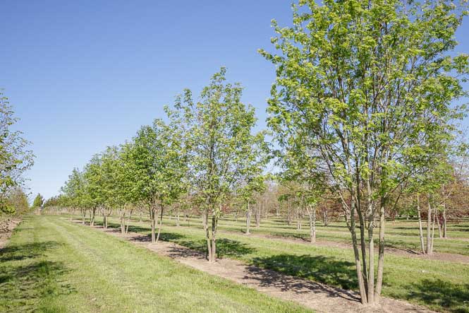 Mehrstämmer Sorbus aucuparia Mehrstämmige Mehlbeeren in Reihe