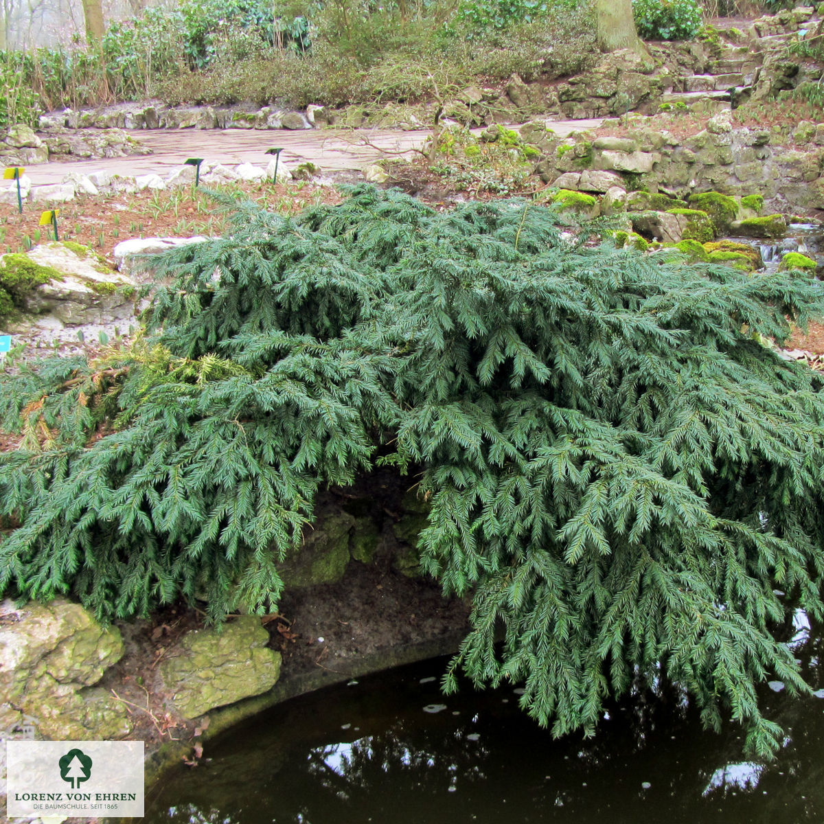 Taxus baccata 'Repandens'