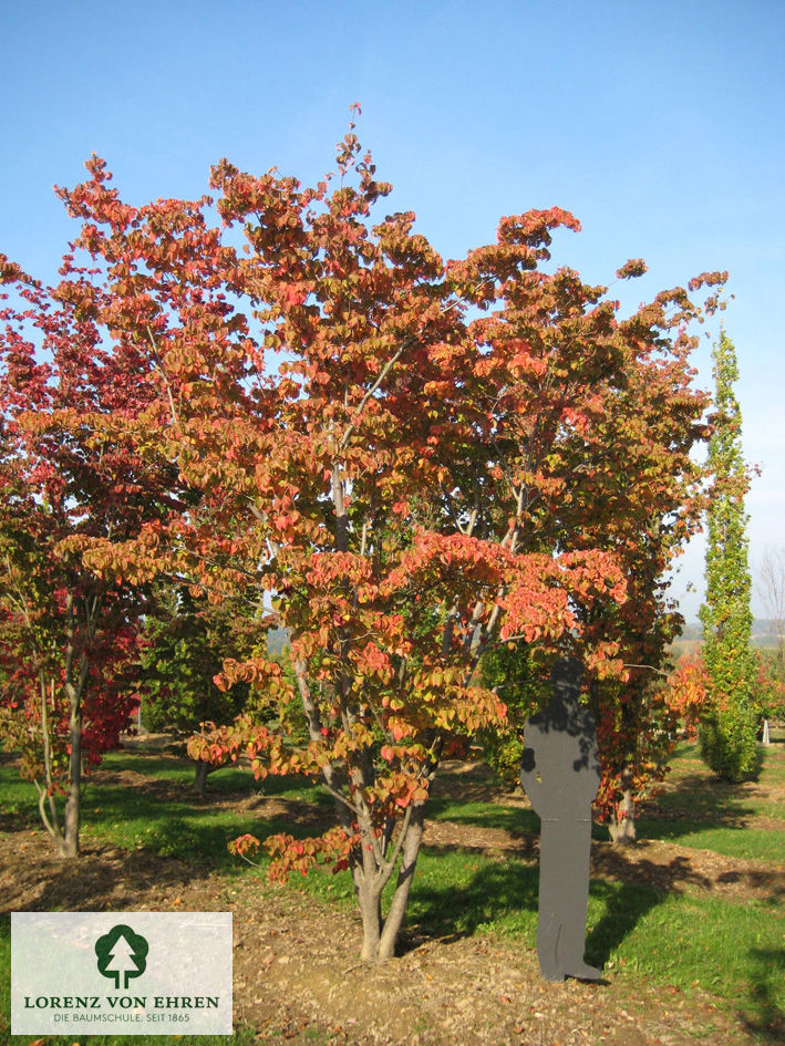 Cornus kousa