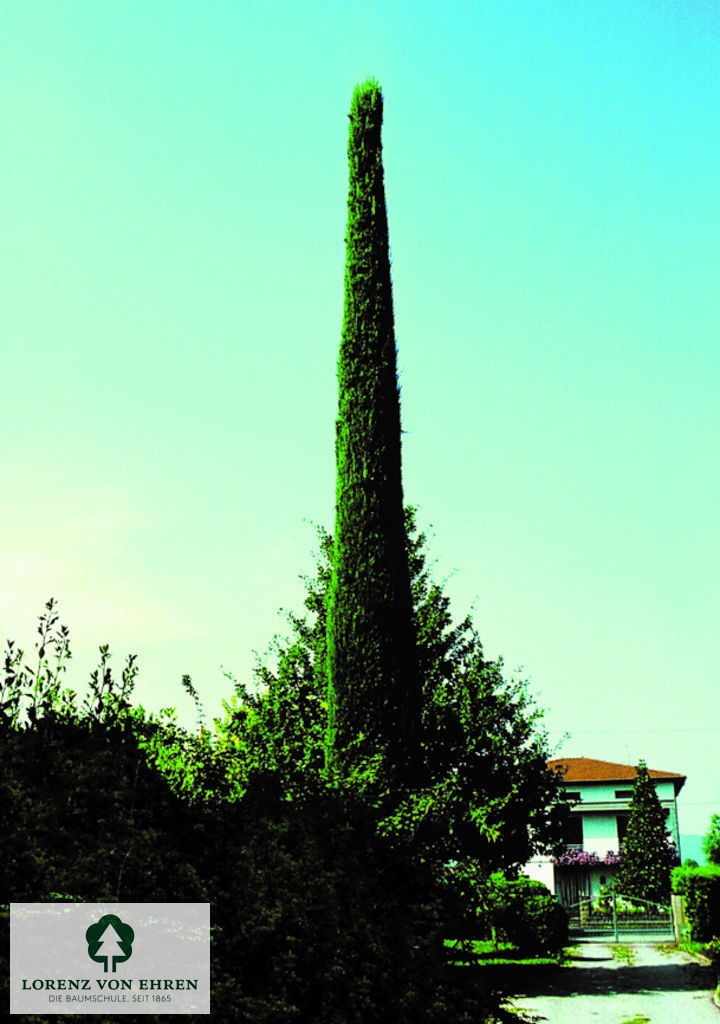 Cupressus sempervirens 'Stricta'