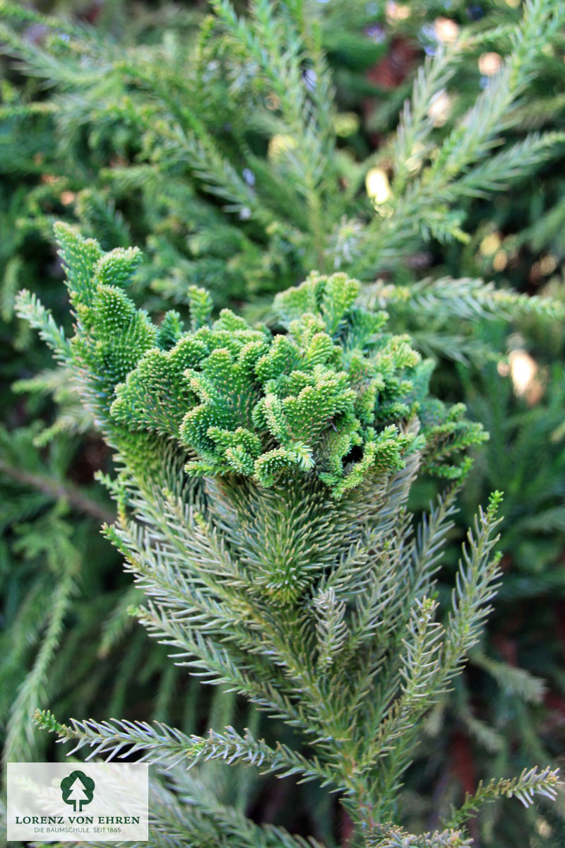 Cryptomeria japonica 'Cristata'