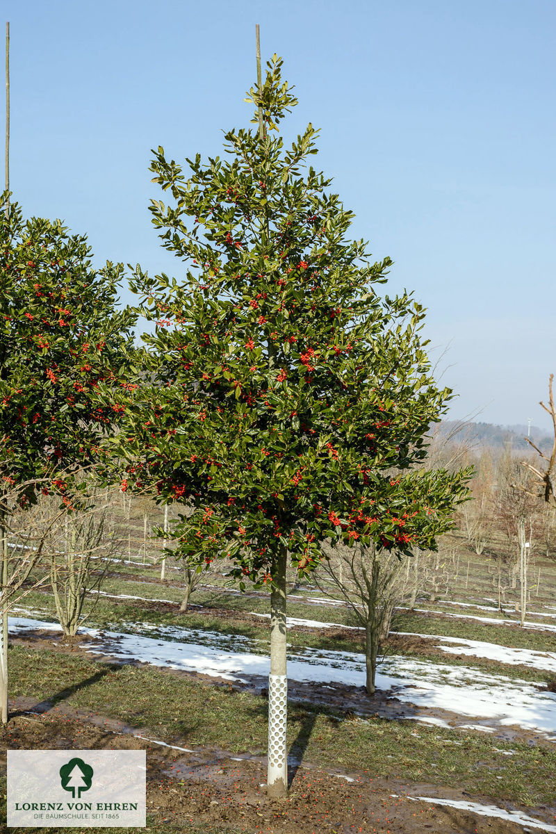 Ilex 'Nellie R. Stevens'