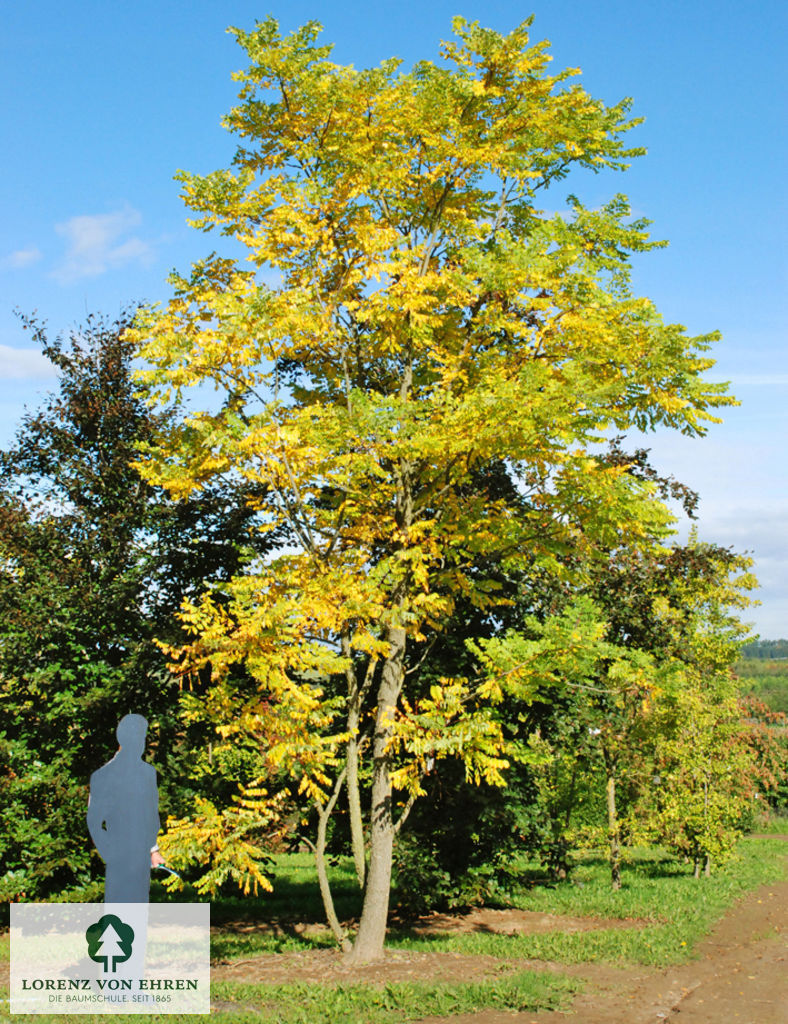 Gymnocladus dioicus