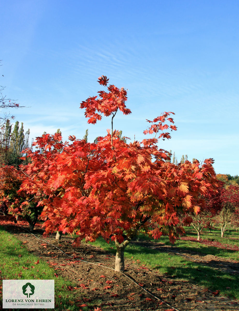 Acer japonicum 'Aconitifolium'