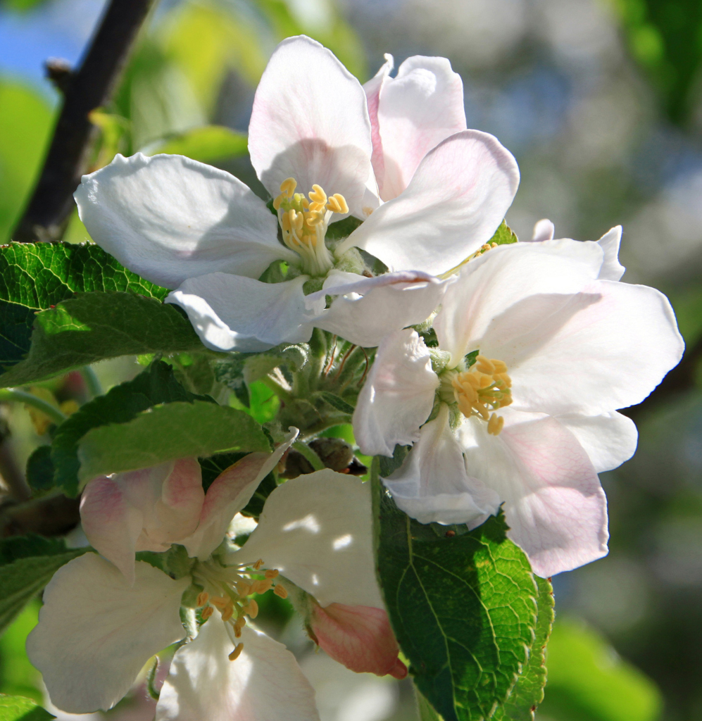 Der Apfel Holsteiner Cox in Blüte