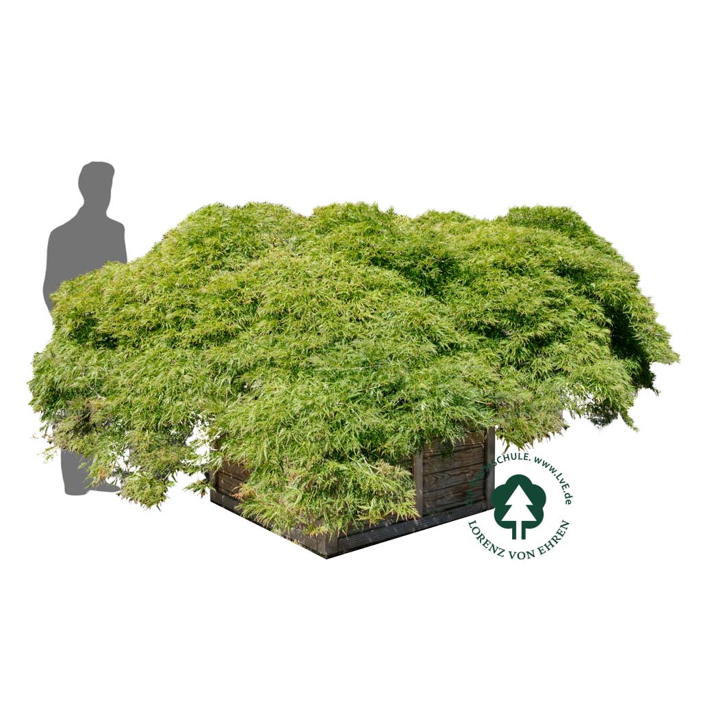 Acer palmatum 'Dissectum'