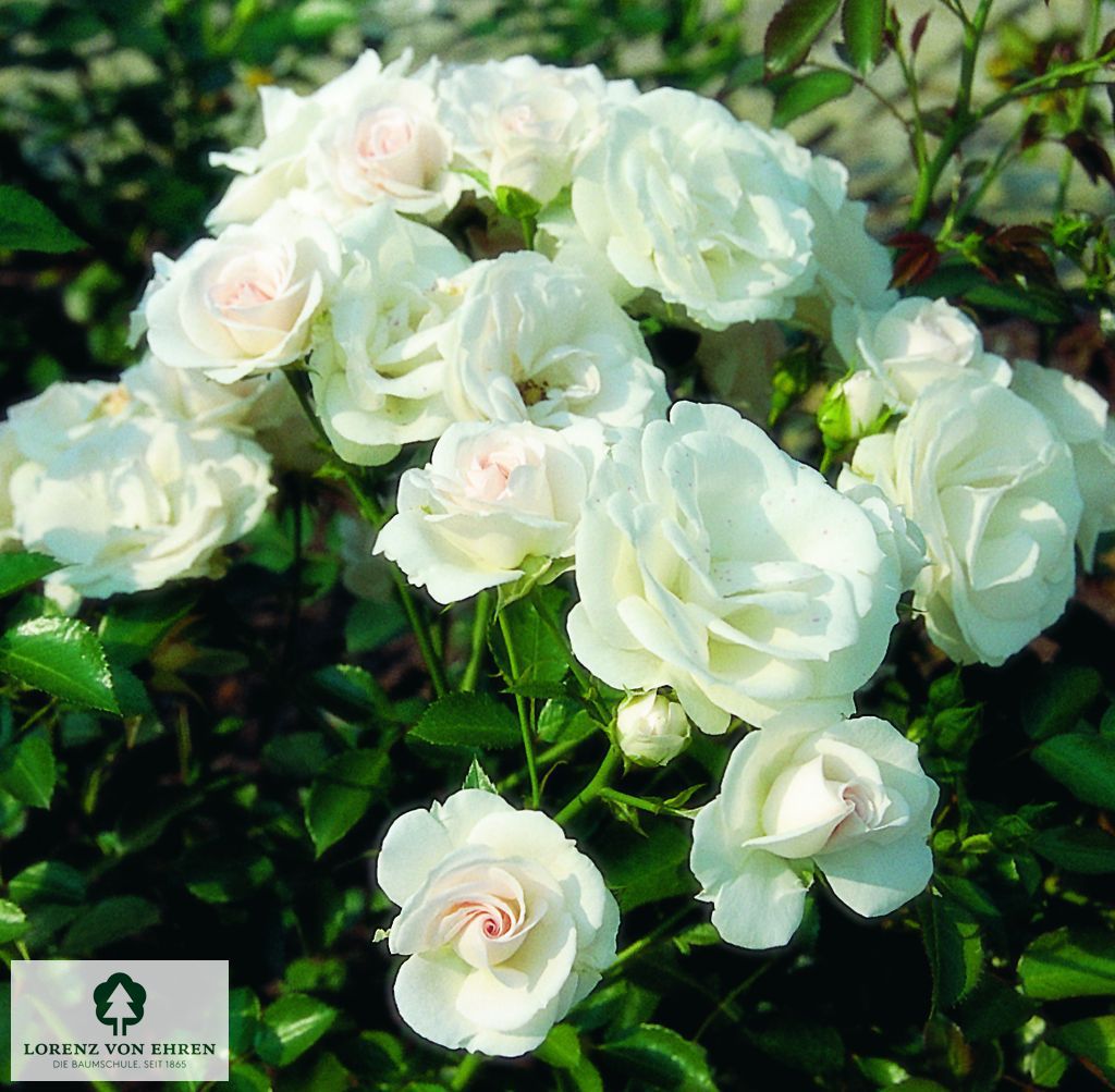 Rosa 'Schneewittchen'