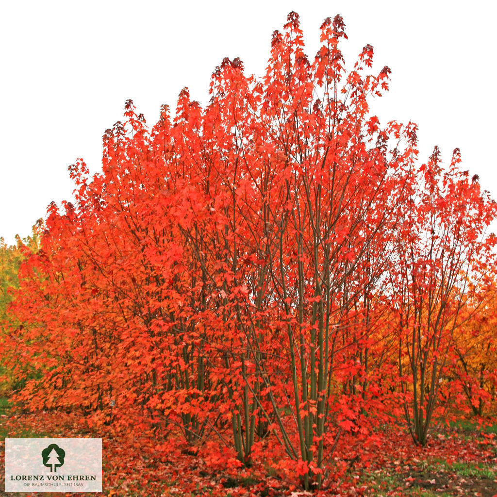 Acer freemanii 'Autumn Blaze'