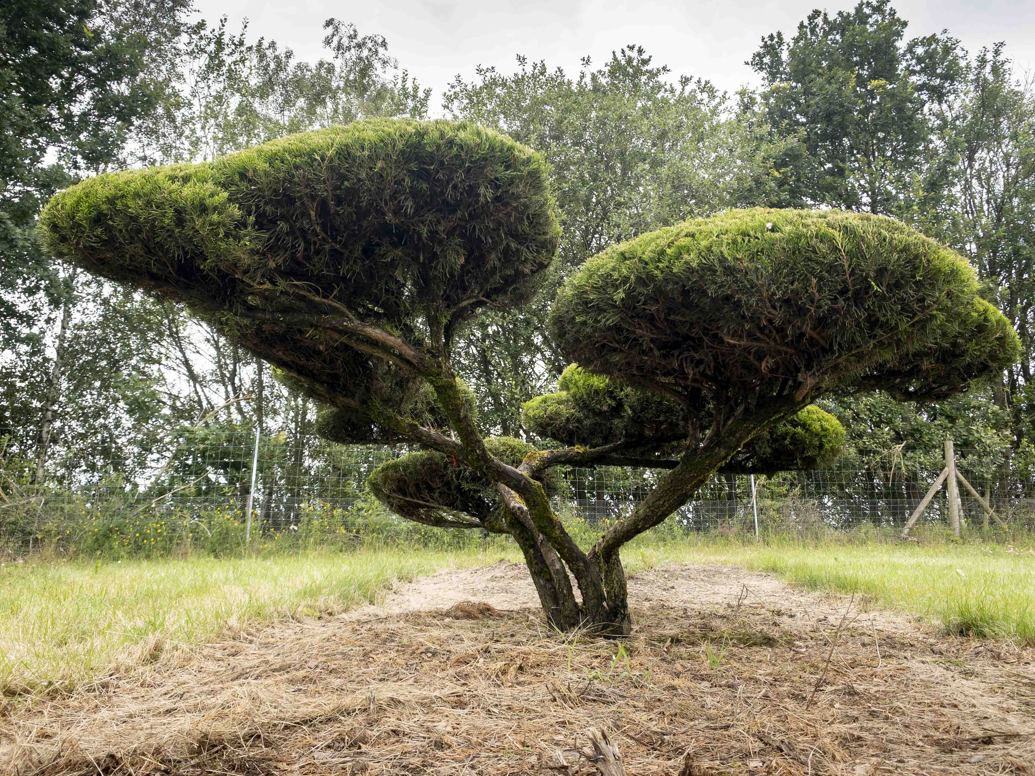 Juniperus media 'Mint Julep' Unikat