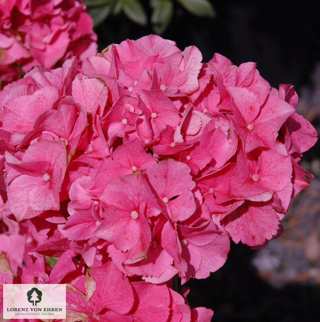 Hydrangea macrophylla 'Masja'