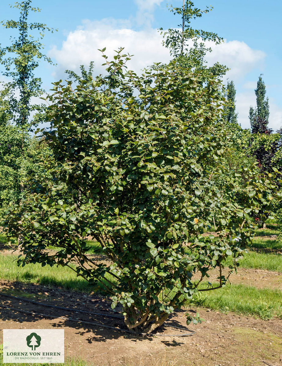 Viburnum carlcephalum