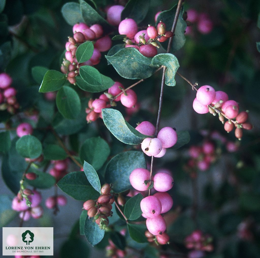 Symphoricarpos doorenbosii 'Magic Berry'