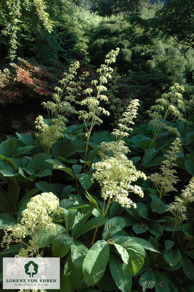 Rodgersia pinnata