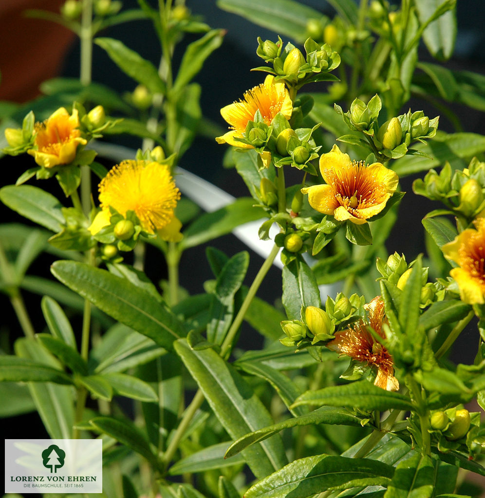 Hypericum kalmianum 'Gemo'