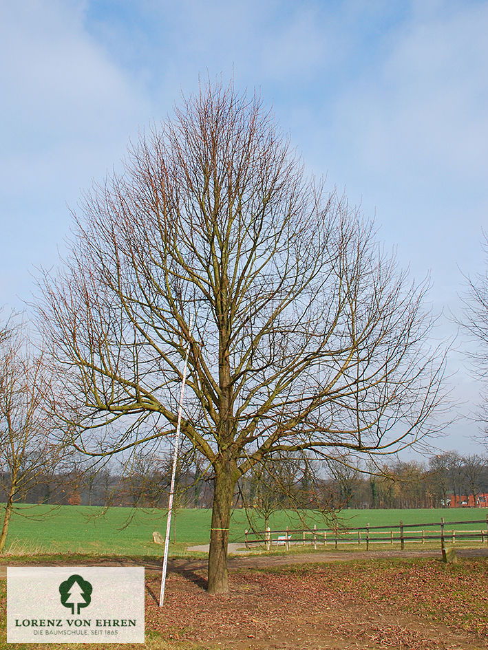 Tilia cordata