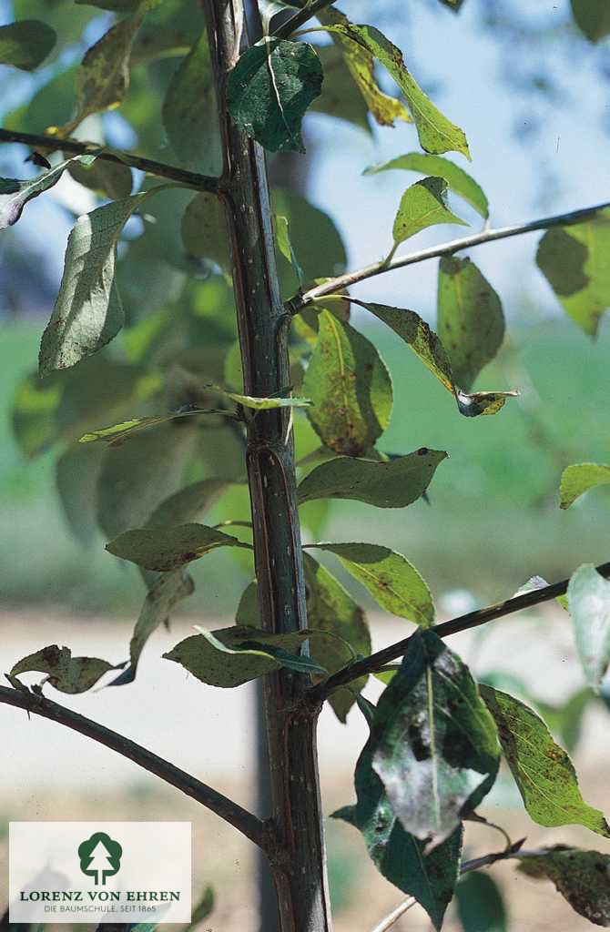 Populus simonii