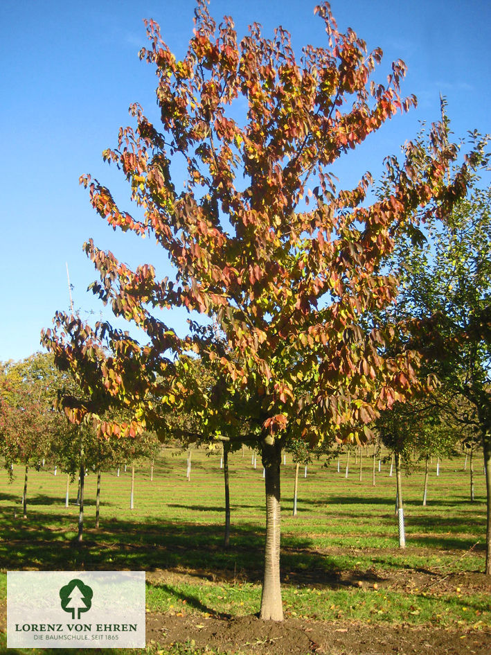 Prunus avium 'Burlat'