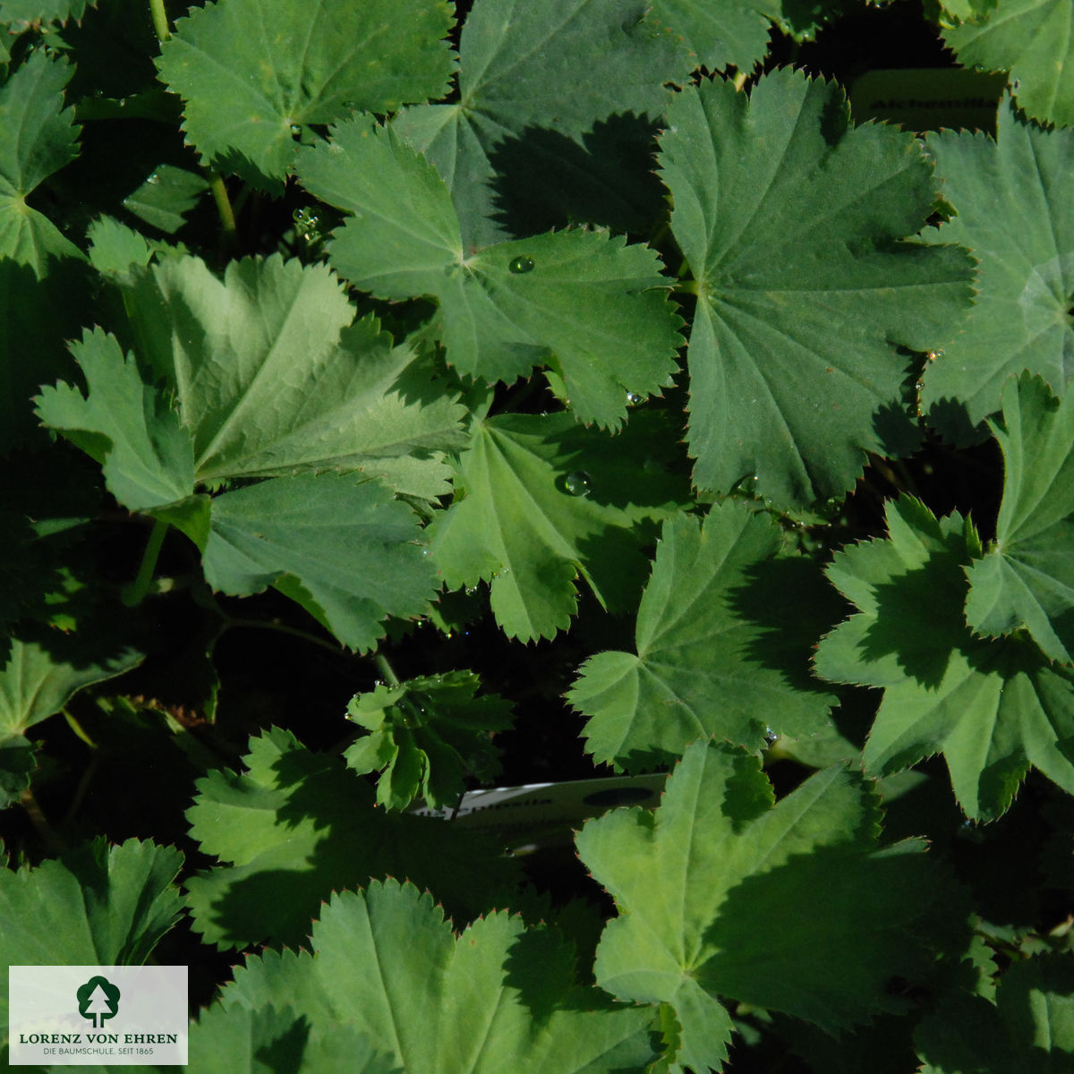 Alchemilla epipsila