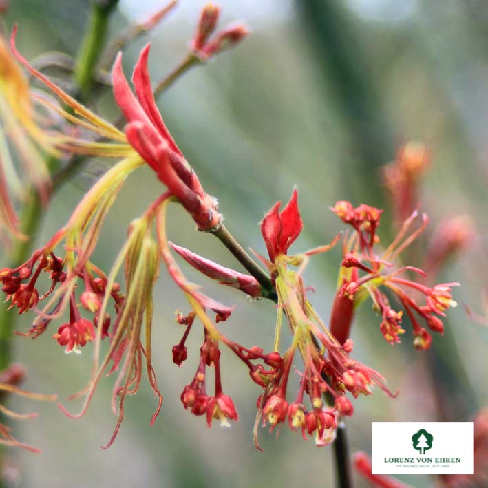 Acer palmatum 'Scolopendrifolium'