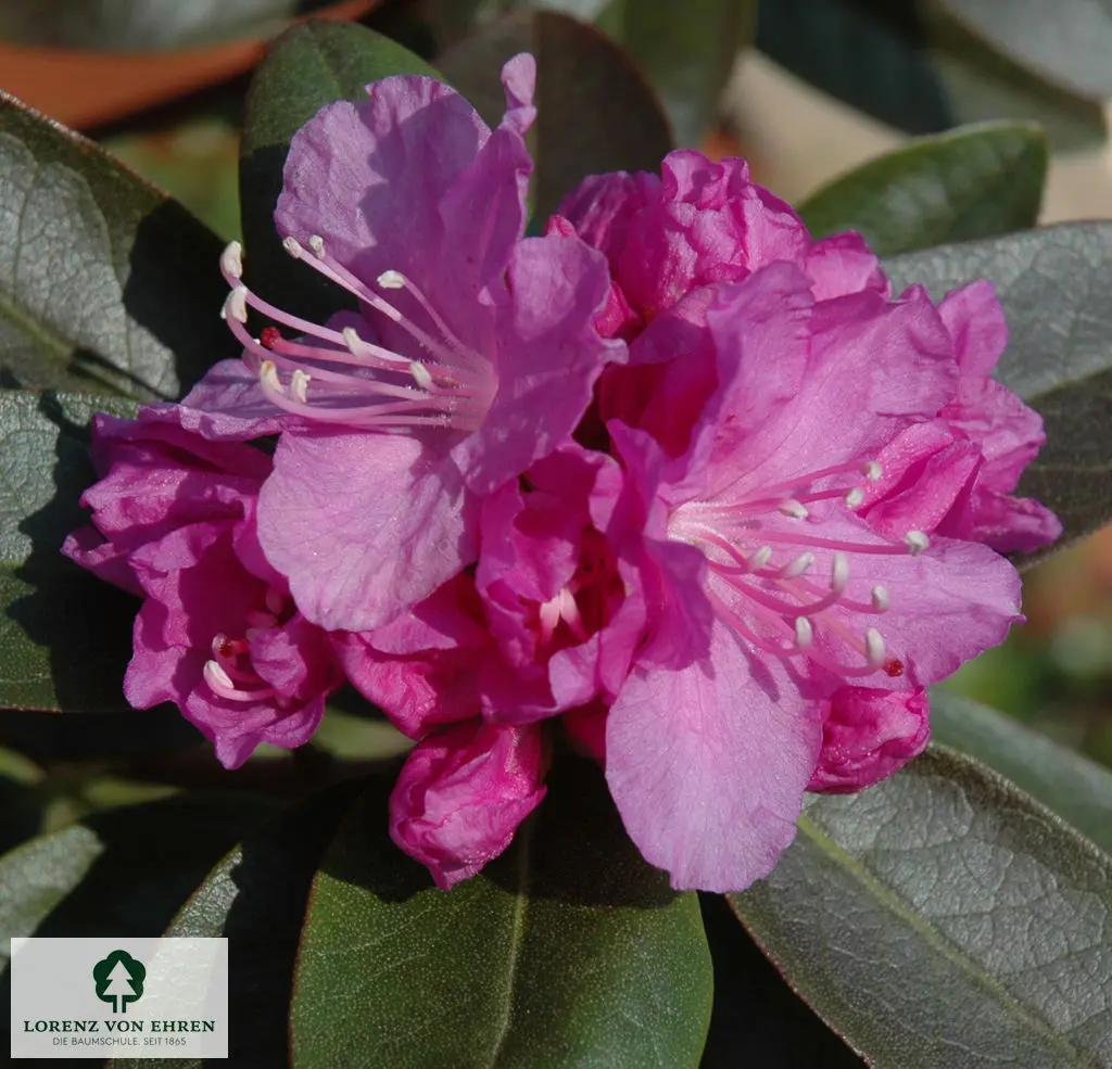 Rhododendron carolinianum 'P.J. Mezitt'